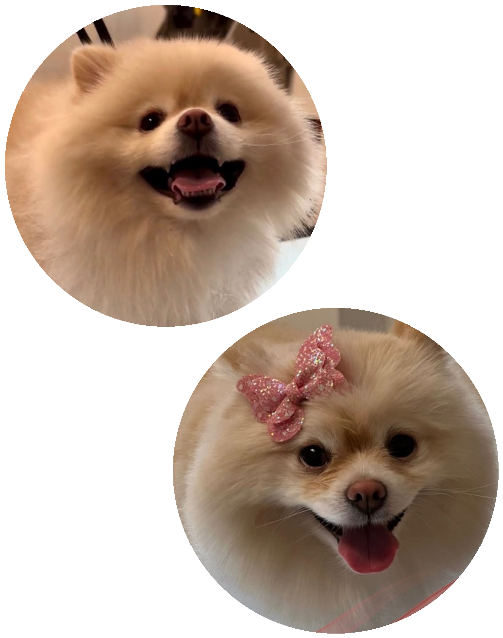Pomeranian before and after grooming